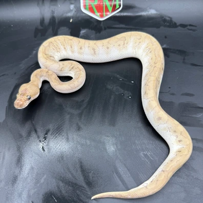 Late 25 HGWG MOJAVE CLOWN POSS YB Ball Python - female for sale from Royalracksandmorphs's Store