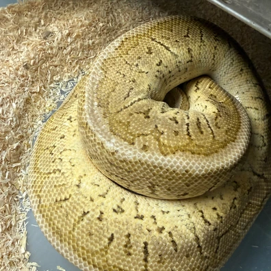 Lemon Pastel Pin DH Clown Pied