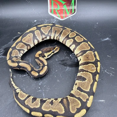 Gravel Het Tri Stripe Pdh Ghost Albino Ball Python - male for sale from Royalracksandmorphs's Store