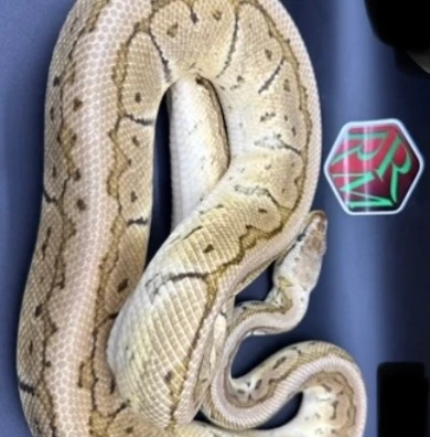 Adult Pair Dh Clown Pied Ball Python - male for sale from Royalracksandmorphs's Store