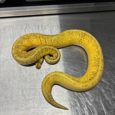 Superpastel Pinstripe Enchi Yellowbelly Speical 100% Het Pied