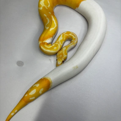 Holygrail Ball Python - female for sale from Royals royce uk