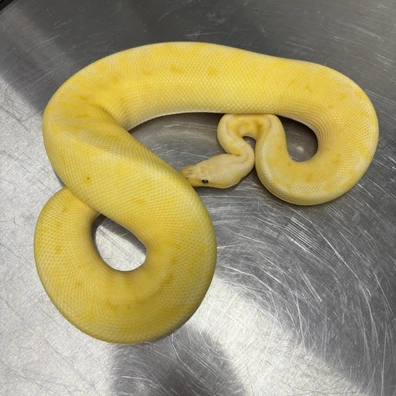 Banana Pastel Pinstripe Yellowbelly Clown Ball Python - male for sale from Royals royce uk