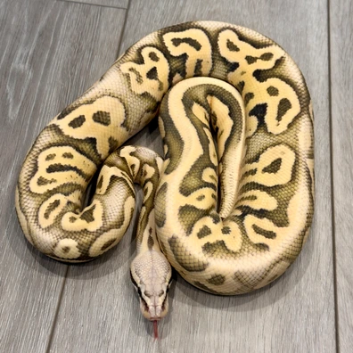 Super Pastel Leopard Desert Ghost Ball Python - male for sale from Royal Blue Reptiles