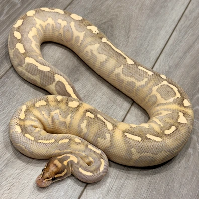 Leopard Highway Ball Python - female for sale from Royal Blue Reptiles
