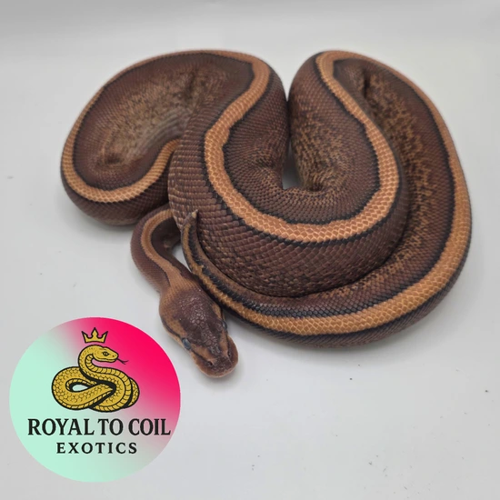 Cypress Red Stripe Phantom 100% Het Clown $150 RESERVE Ball Python by ...