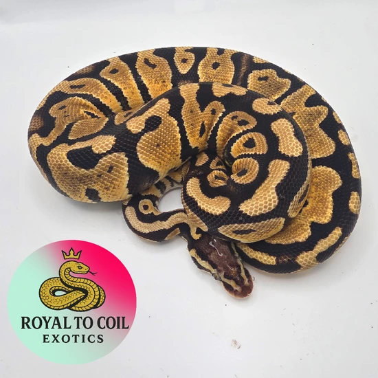Pastel Het Clown Het Lavender Albino $50 Reserve Ball Python by Royal ...