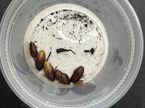 Ember Roaches Cockroach by RoyaltyReptiles