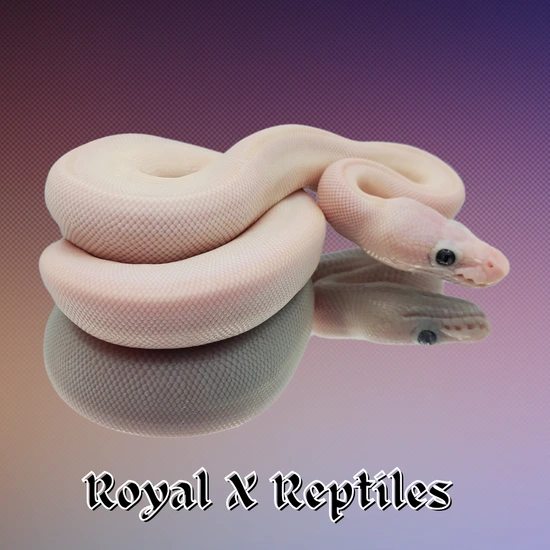Lesser Pastel Royal Python Lesser Lesser/Mojave Pos Pinstripe Super Pastel GHI Ball Python by ...