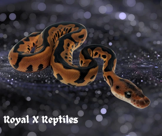 Barnhart Black Pastel Leopard Clown 50% Het Monsoon Ball Python by ...
