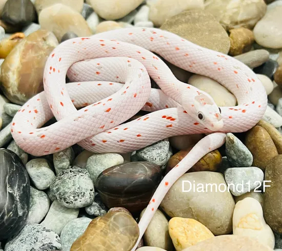 Palmetto PH Caramel, Amel/Ultra, Stripe Corn Snake by Captivating ...