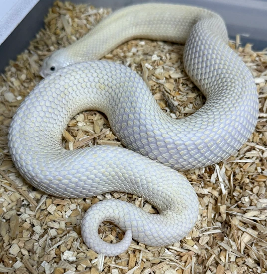Leucistic Western Hognose by Captivating Reptiles LLC