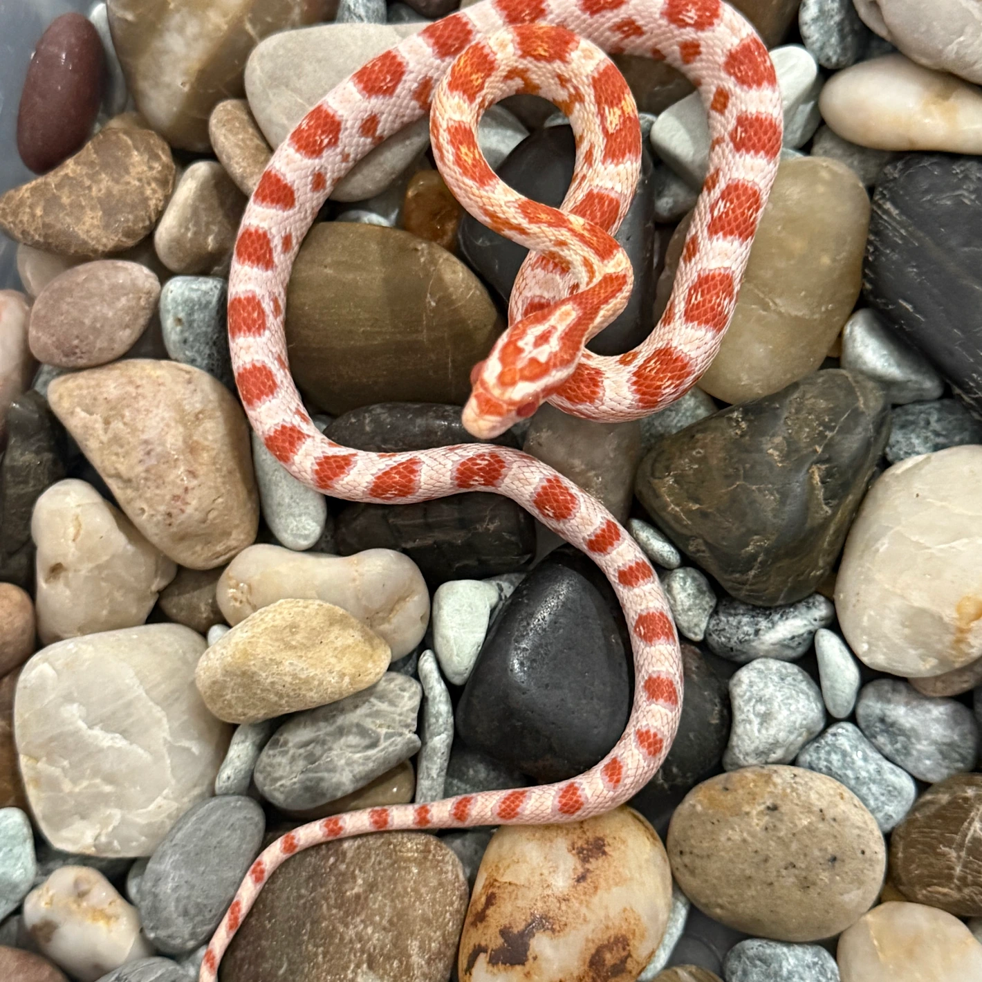 Candycane Corn Snakes by Captivating Reptiles LLC - MorphMarket, image size:1420x1420