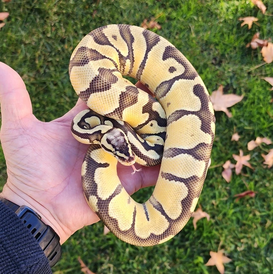 Super Enchi Pastel Ball Python Super Pastel Enchi Het Clown Ball Python by Rp Reptiles