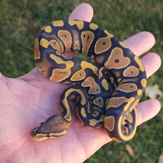 Hypo Chocolate Orange Dream Ball Python by Rp Reptiles