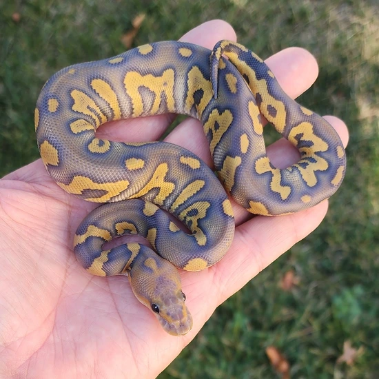 Hypo Chocolate (Red/Ringer) Clown Ball Python by Rp Reptiles