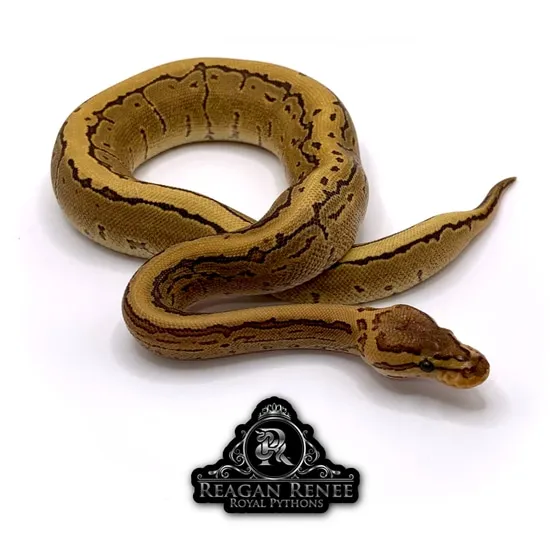 Fire Pin DH Candy Pied Ball Python by Reagan Renee Royal Pythons