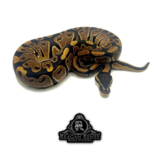 Double Het Desert Ghost Clown Ball Python by Reagan Renee Royal Pythons