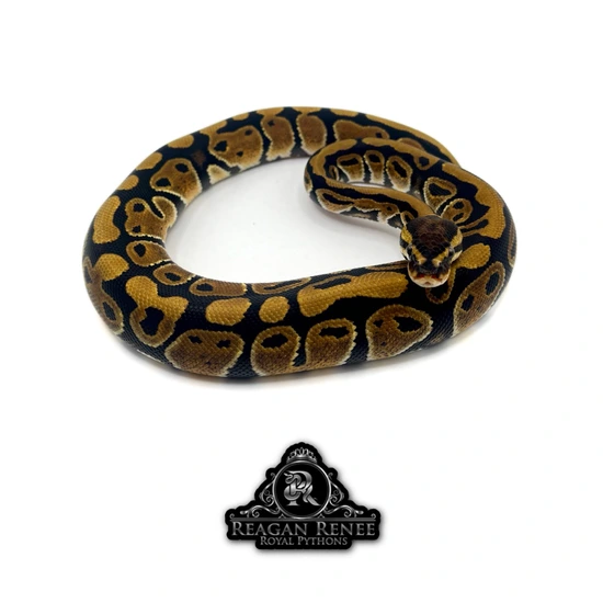 Double Het Desert Ghost Clown Ball Python by Reagan Renee Royal Pythons
