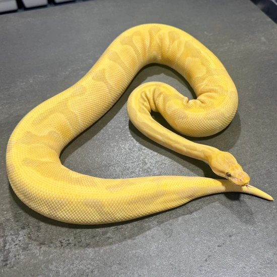 Enchi Vanilla Candy Het Pied Ball Python by Reagan Renee Royal Pythons