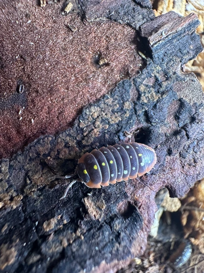 Red Clowns Good Sizes Get A Free 5 Count Powder Mix Isopod by CBTexotics