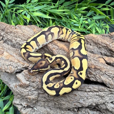 OD Cantaloupe Scrambler