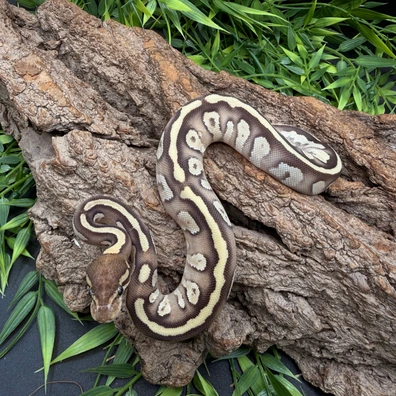 OD Cantaloupe YB Gravel Mojave