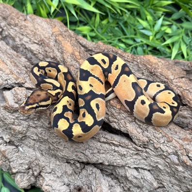 OD Cantaloupe Het DG