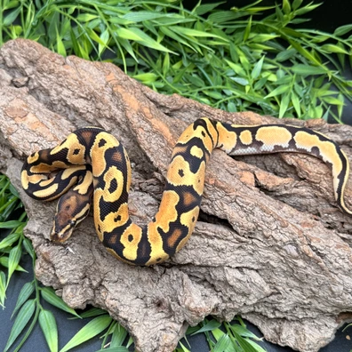 OD Cantaloupe Het DG