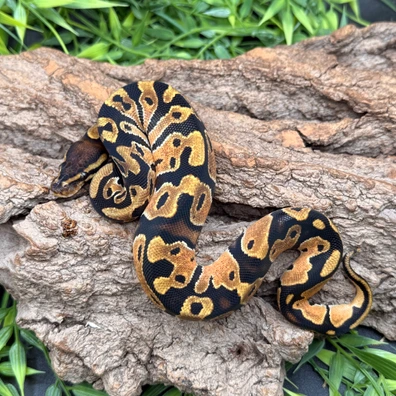 OD Cantaloupe Het Piebald