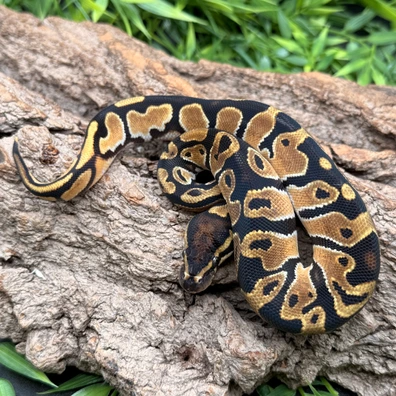 OD Cantaloupe Het Piebald