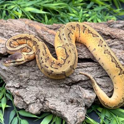 OD Cantaloupe Lemon Blast Het Piebald