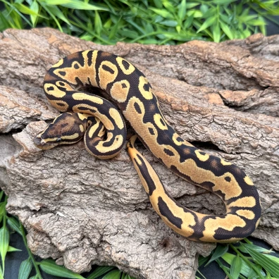 OD Scrambler Fire Het Piebald