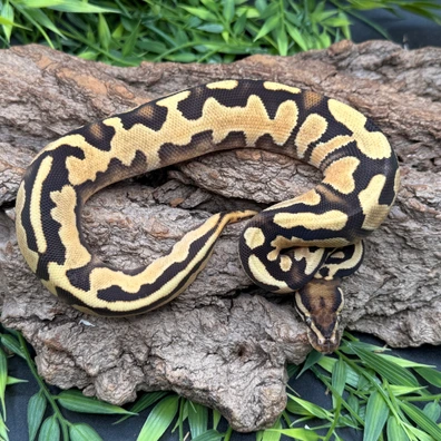 OD Scrambler YB Het Piebald