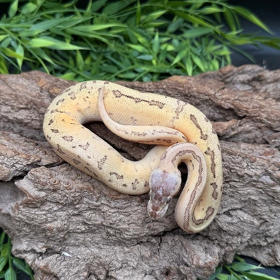 OD Scrambler Lemon Blast YB Pos Cantaloupe Het Piebald