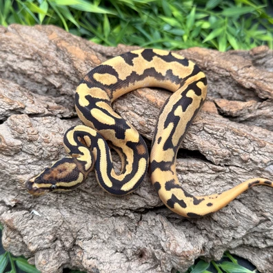 OD Scrambler YB Fire Het Piebald