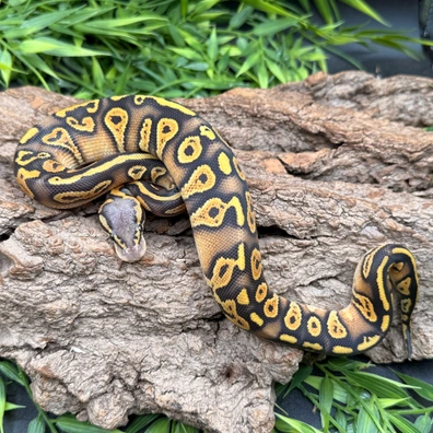 Pastel BH Mandarin Hypo
