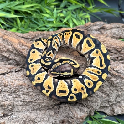 Pastel Mandarin Het Hypo