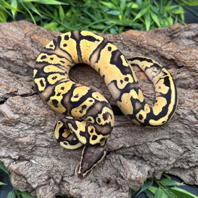 Firelfy Mandarin DH Hypo Piebald