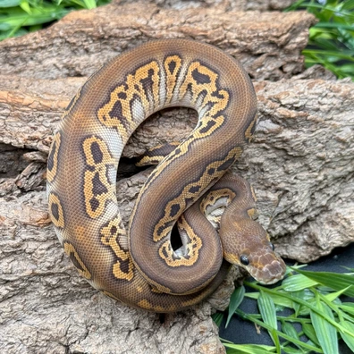 Clown Black Pastel Barnhart Line Mojave