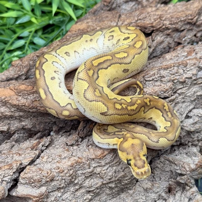 Lesser Clown Het Hypo