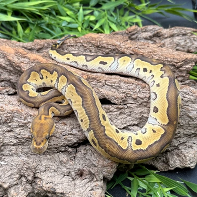 Mojave Clown