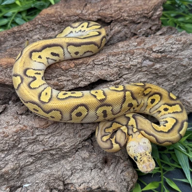 Pastave Clown YB Het Hypo