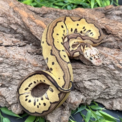 Pastel Clown Het DG
