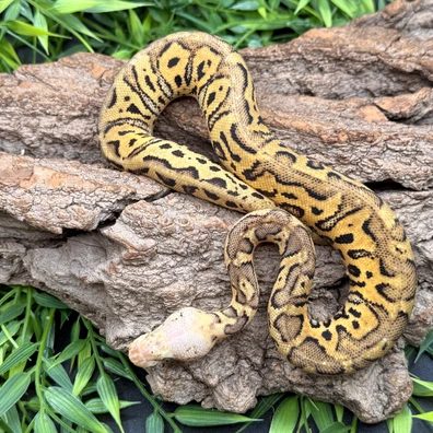 Spotnose Pastel Clown