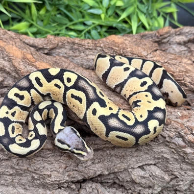 Pastel DG 66% Het Clown