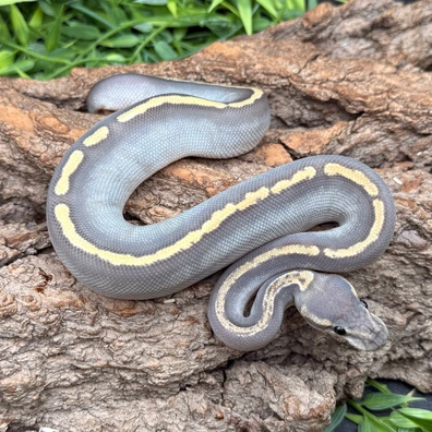 BH Mojave Hypo GHI 66% Het Clown Pos White Flame