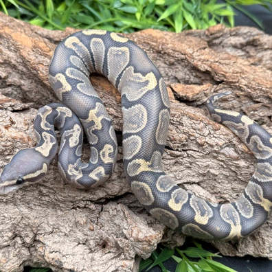 GHI Hypo Het Ultramel 50% Het Clown