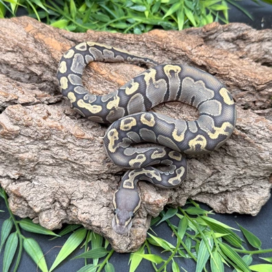 Hypo GHI Het Ultramel 50% Het Clown