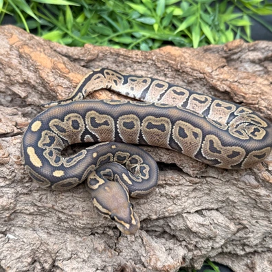 Hypo HRA 66% Het Clown